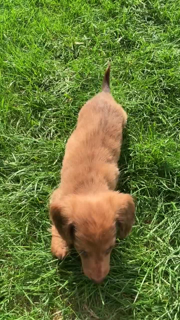 Miniature Dachshund dogs for sale: Miniature Dachshund litter of 6 puppies - Video 5