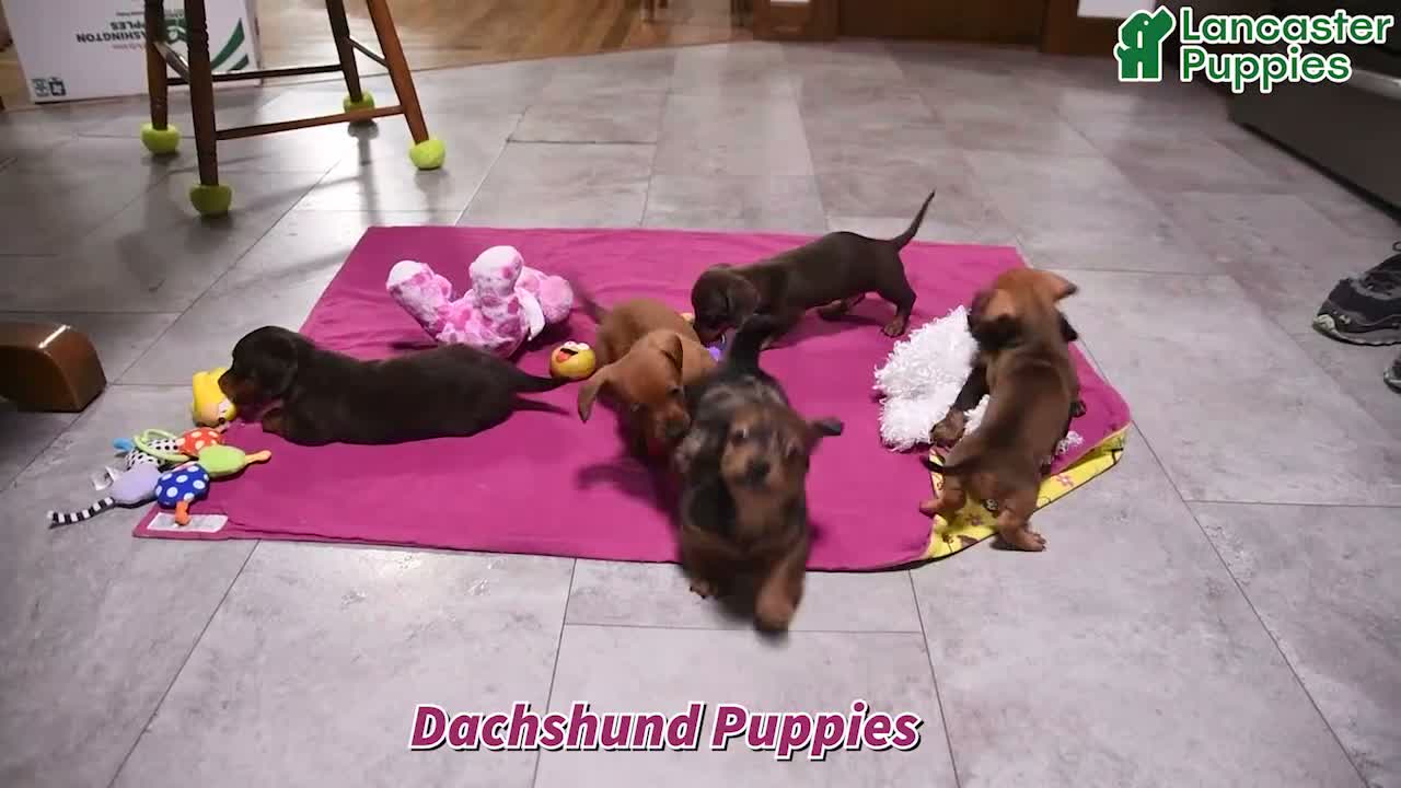 Dachshund dogs for sale: Mitch - Video 1