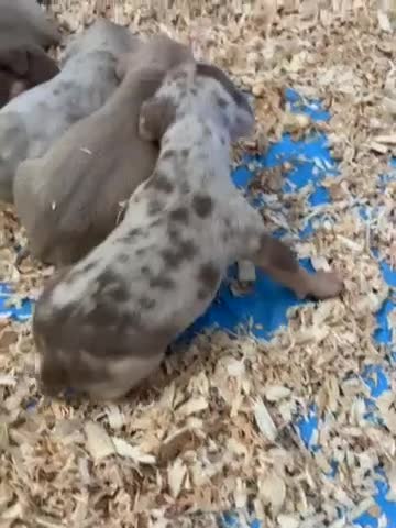 American Bully dogs for sale: Simba - Video 1