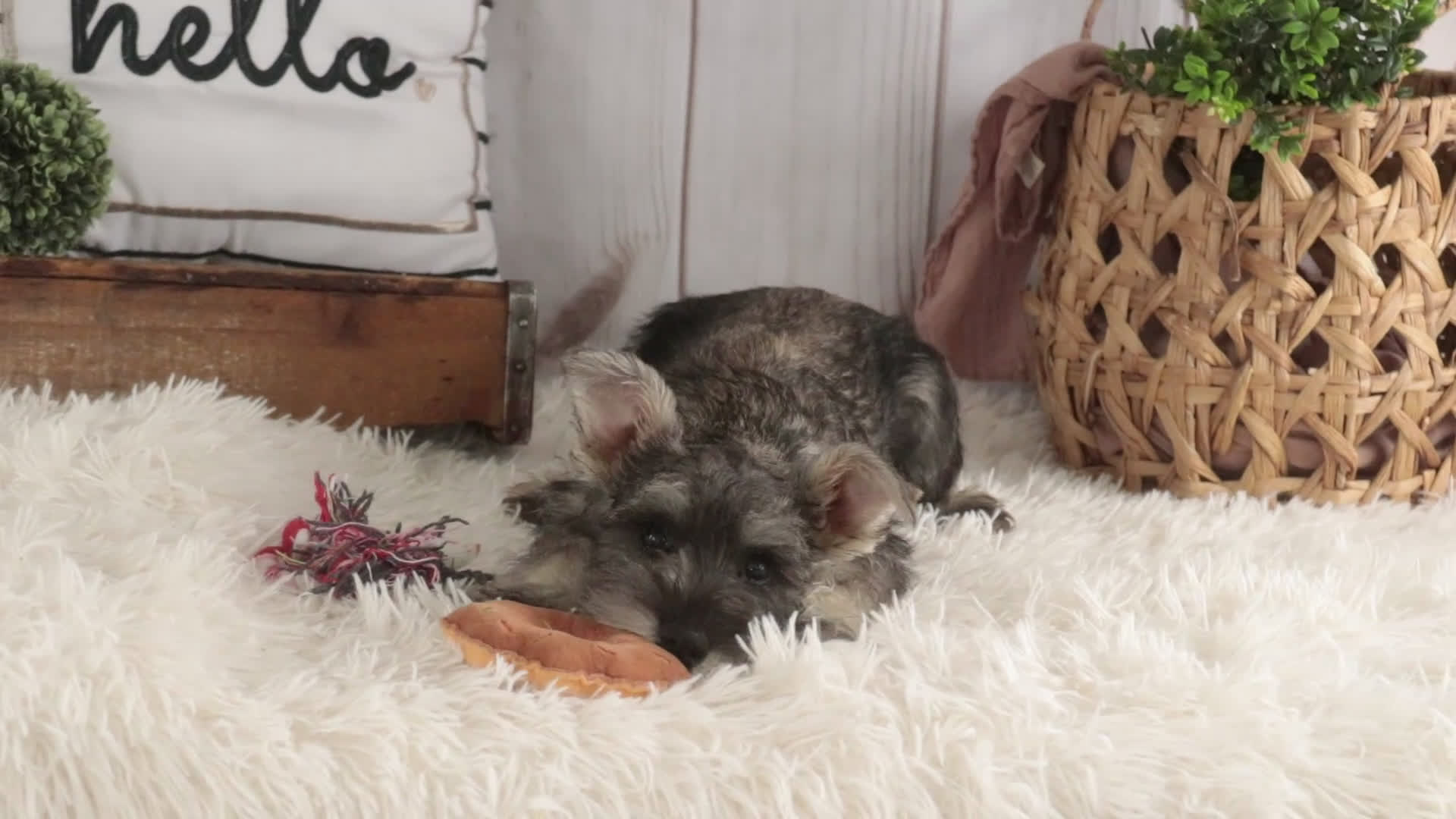 Miniature Schnauzer dogs for sale: Maggie - Video 1