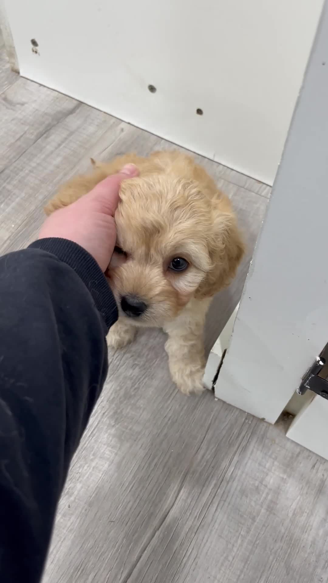 Cavachon dogs for sale: Willow - Video 1