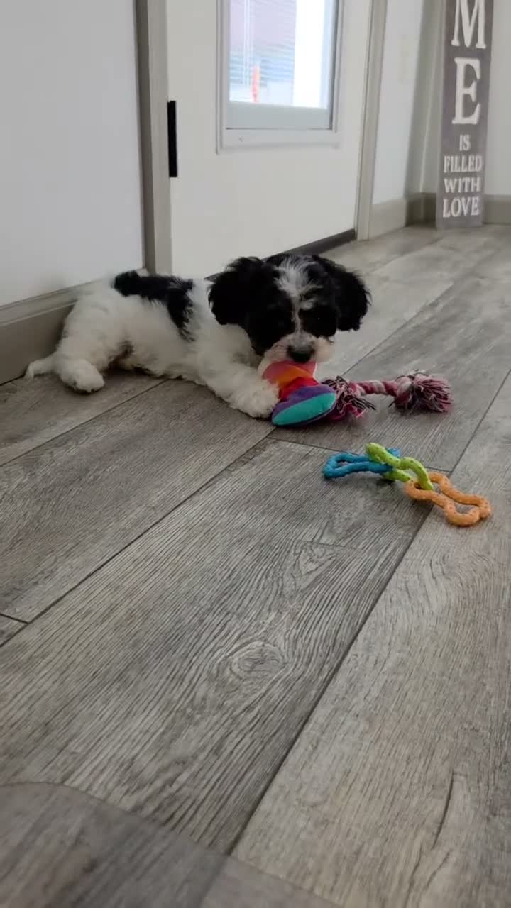 Mixed Breed dogs for sale: Oreo - Video 1