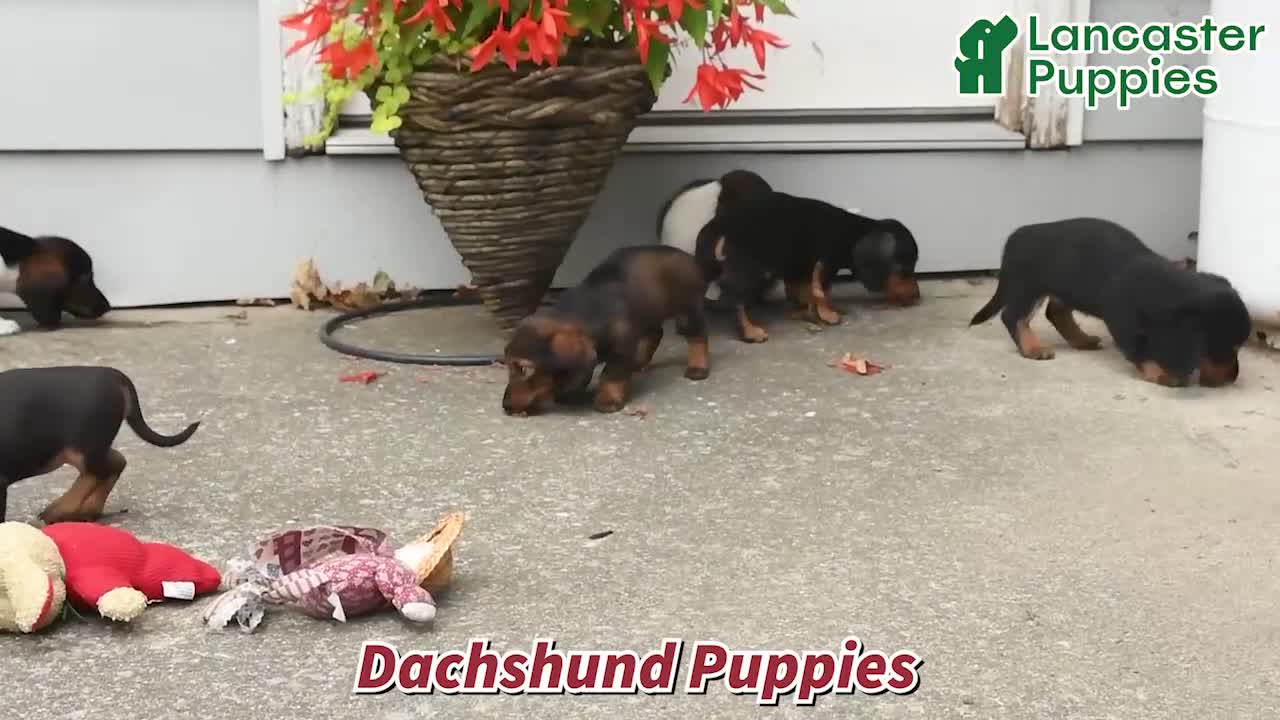 Dachshund dogs for sale: Tess - Video 1