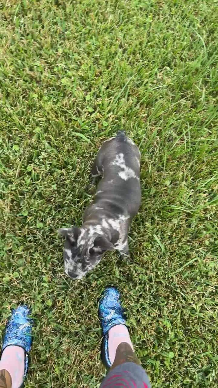 French Bulldog dogs for sale: French Bulldog Puppy 2 - Video 2