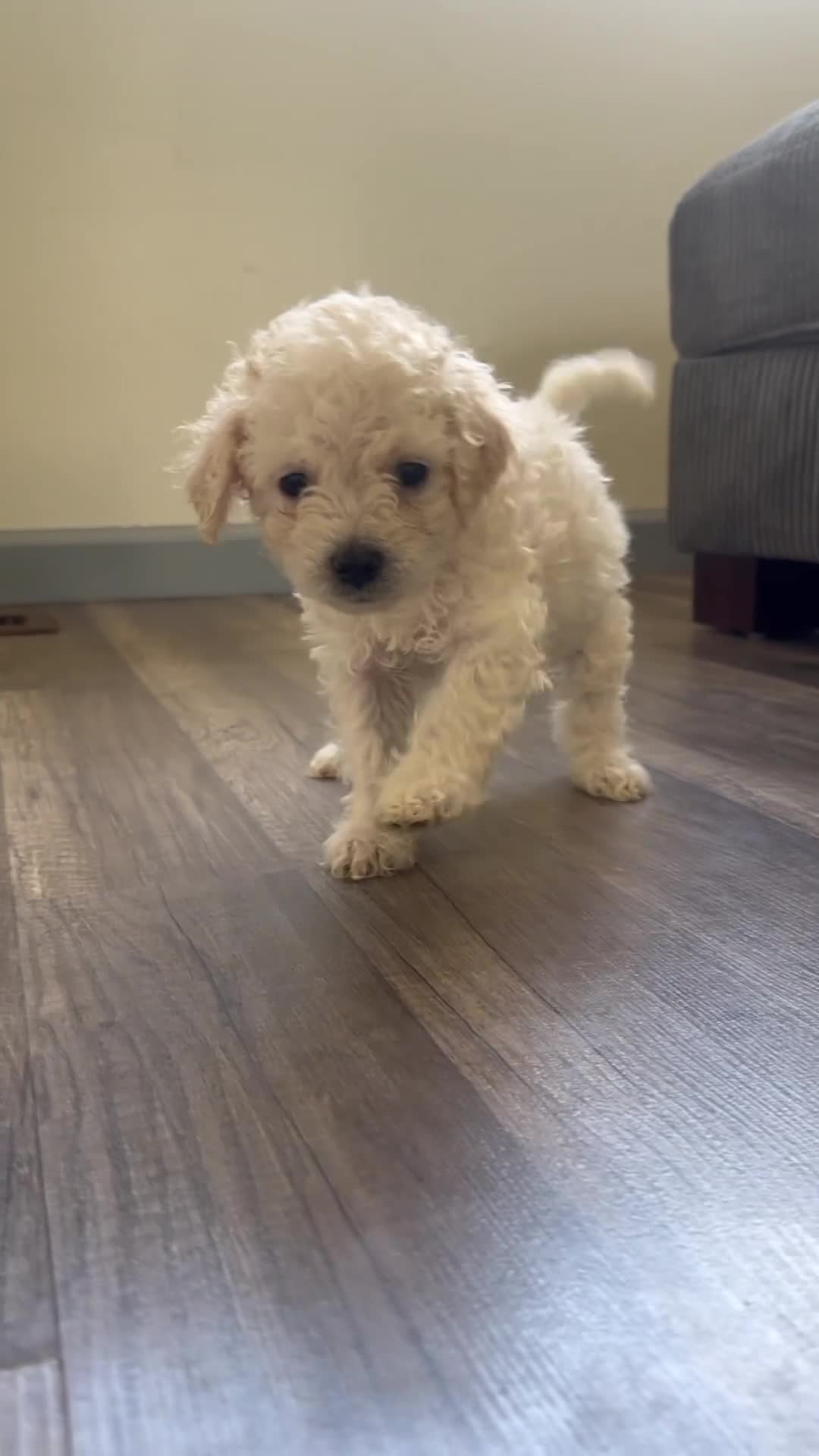 Mixed Breed dogs for sale: Mixed Breed 4 - Video 1