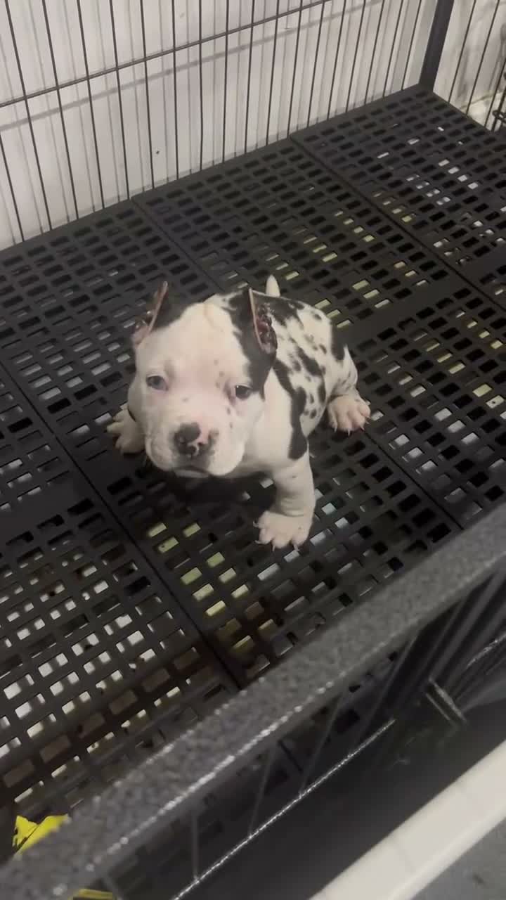 American Bully dogs for sale: American Bully 1 - Video 1
