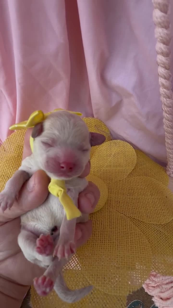 Toy Poodle dogs for sale: Thumbelina  - Video 3