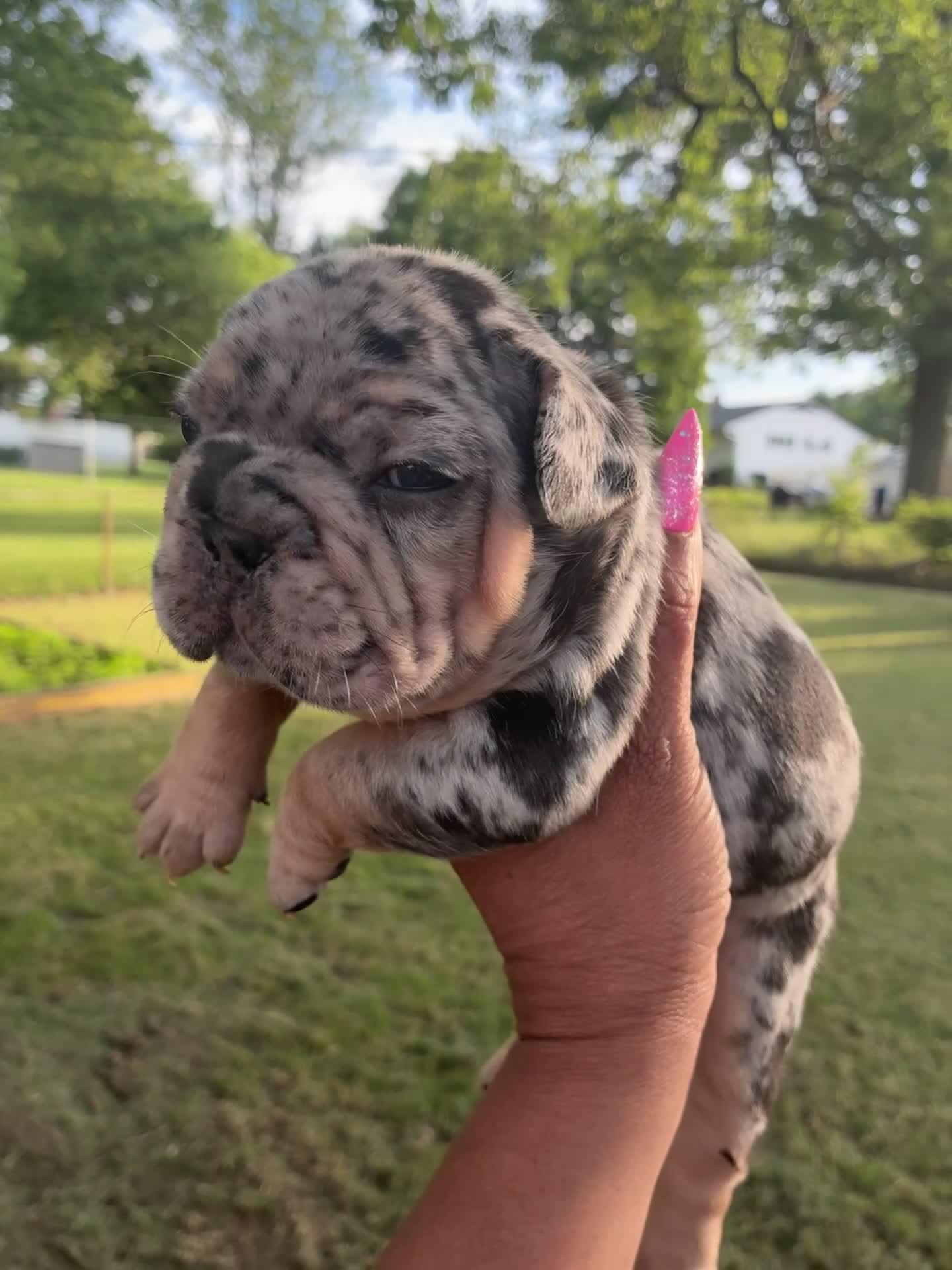 French Bulldog dogs for sale: Picasso Merle, Big Rope, and Fluffy frenchie  - Video 1