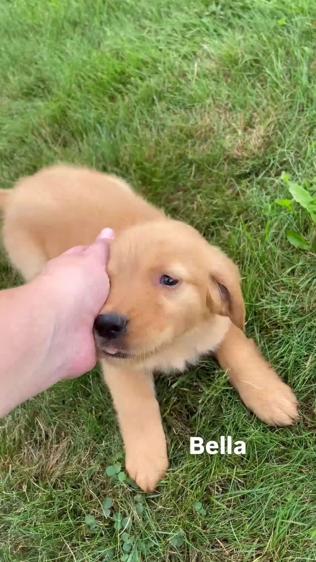 Golden Retriever dogs for sale: Bella - Video 1