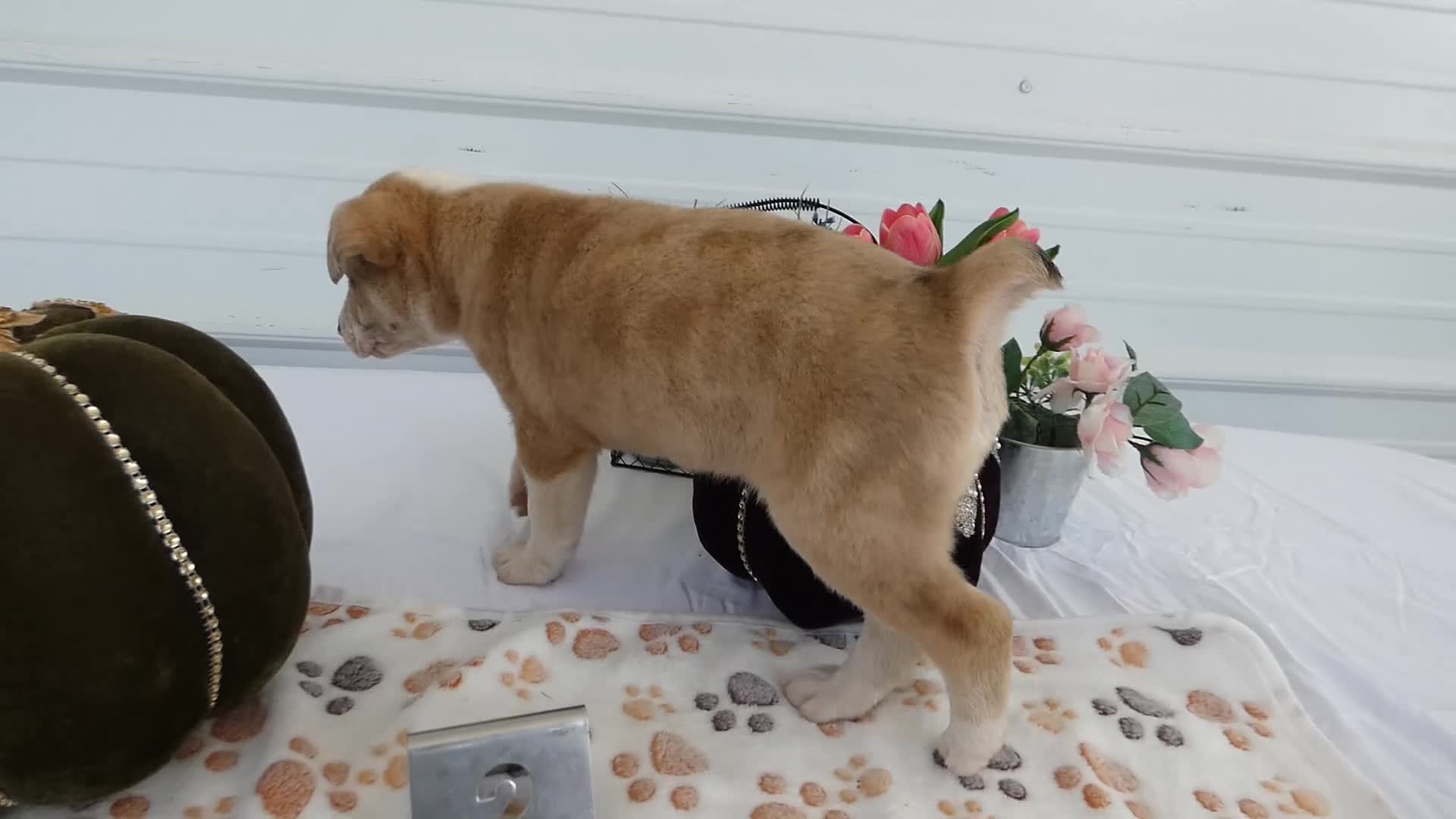 Mixed Breed dogs for sale: Mixed Breed 2 Ronni - Video 1
