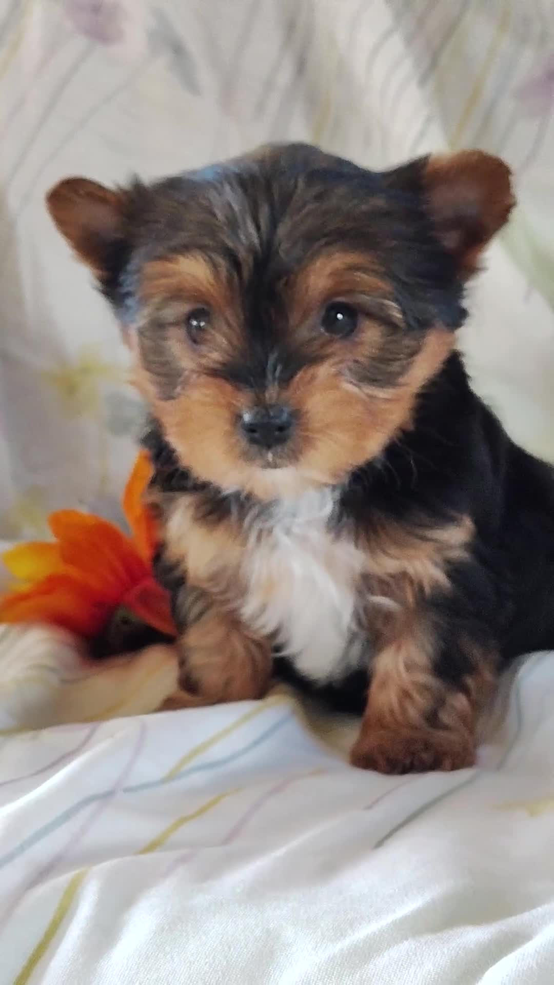 Yorkshire Terrier dogs for sale: Samantha - Video 1