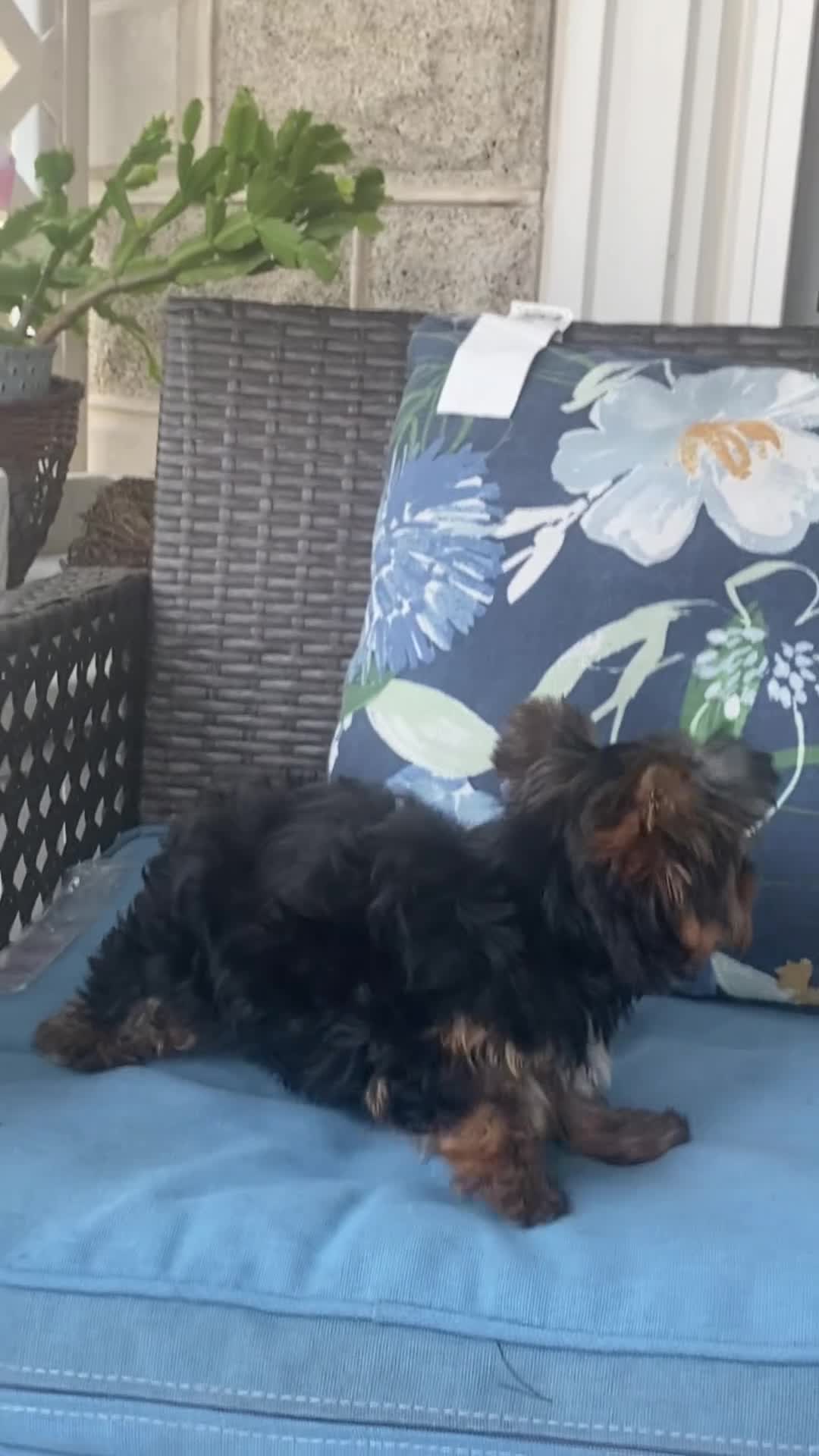 Yorkshire Terrier dogs for sale: Sasha - Video 1