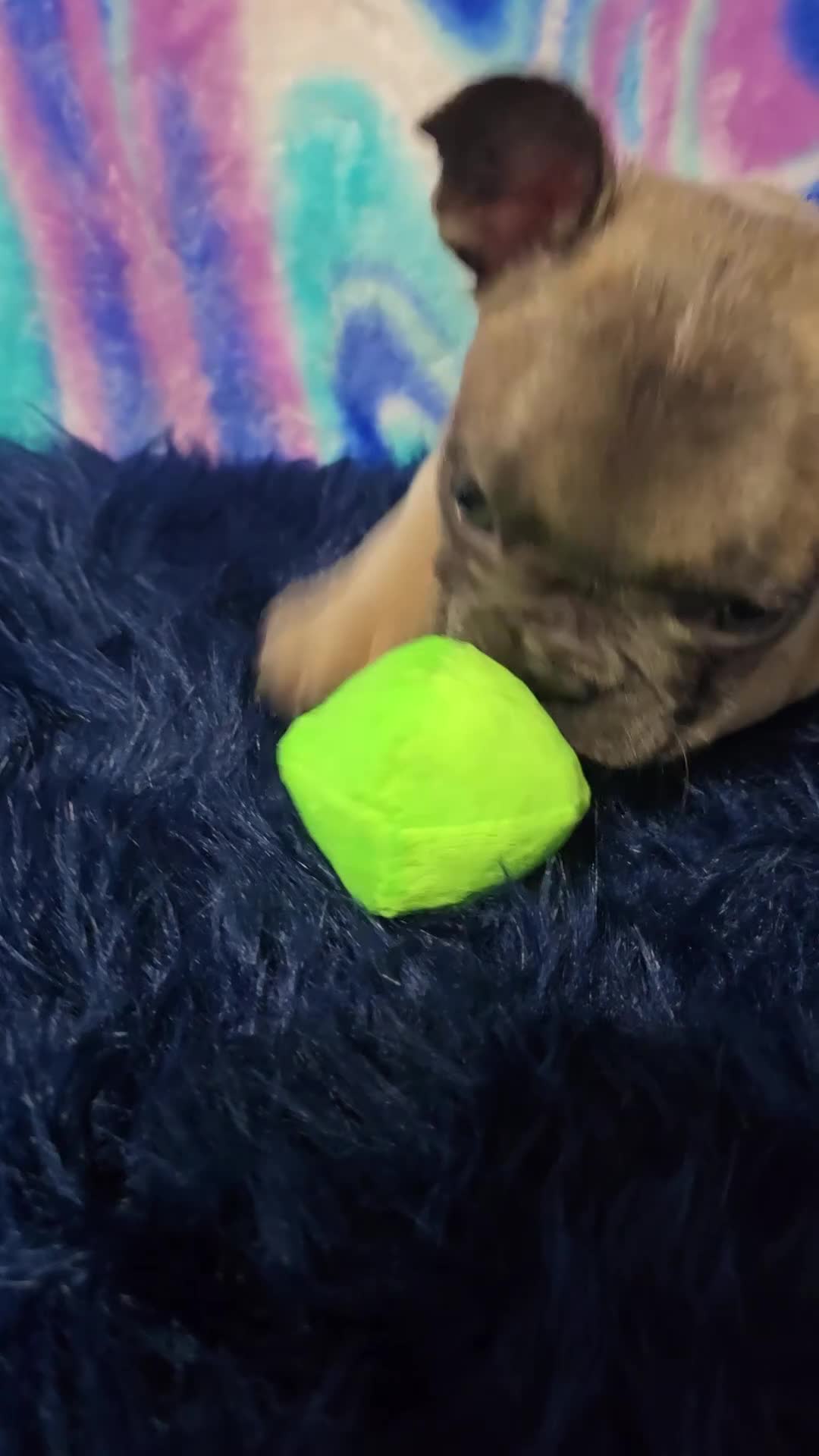 French Bulldog dogs for sale: Stella - Video 1