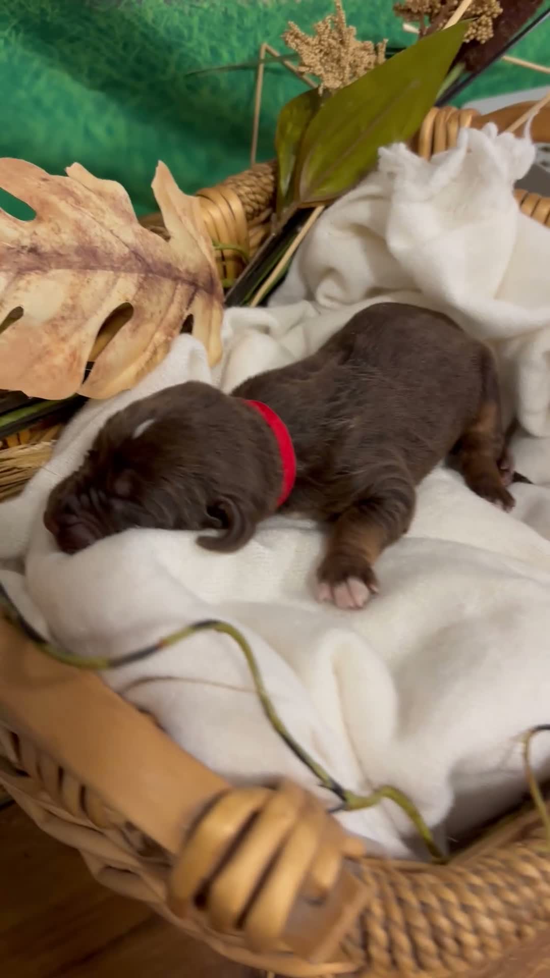 Bloodhound dogs for sale: Red collar female  - Video 1