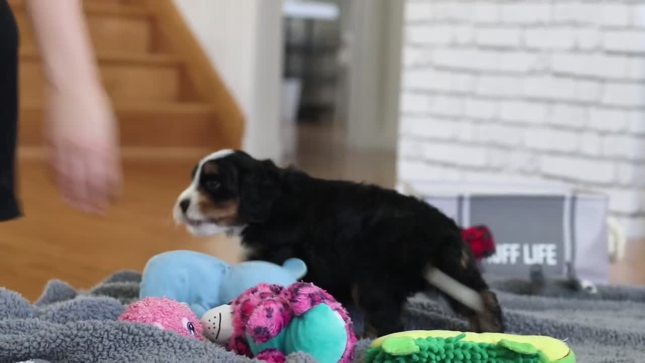 Mini Bernedoodle dogs for sale: Chance - Video 1