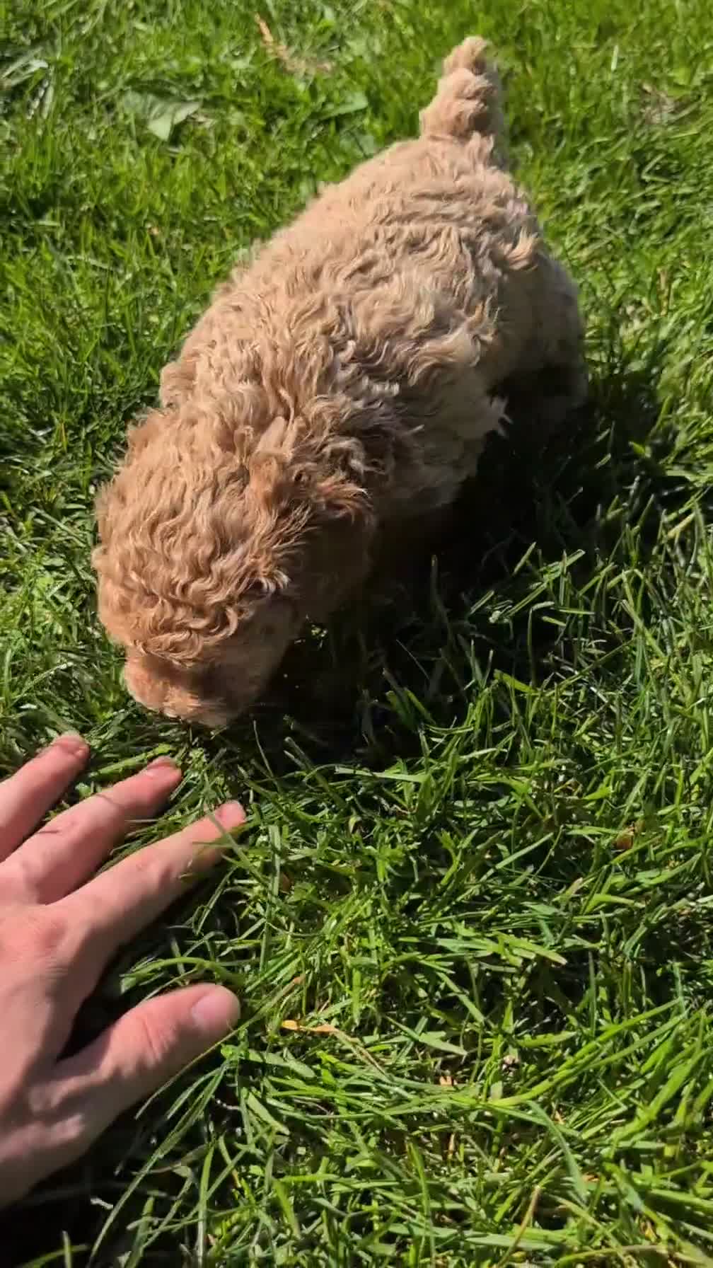 Miniature Poodle dogs for sale: Malia - Video 1