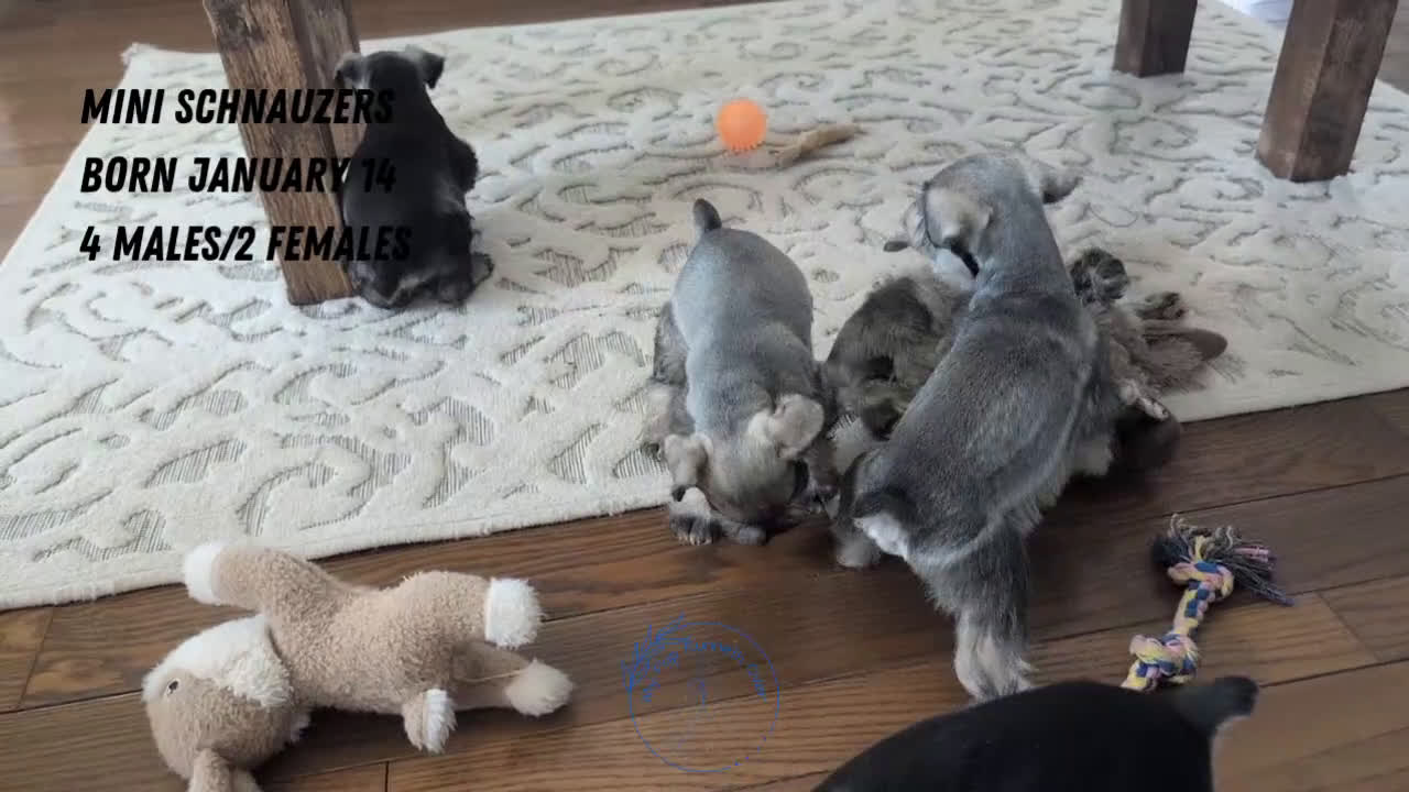 Miniature Schnauzer dogs for sale: Bear - Video 3