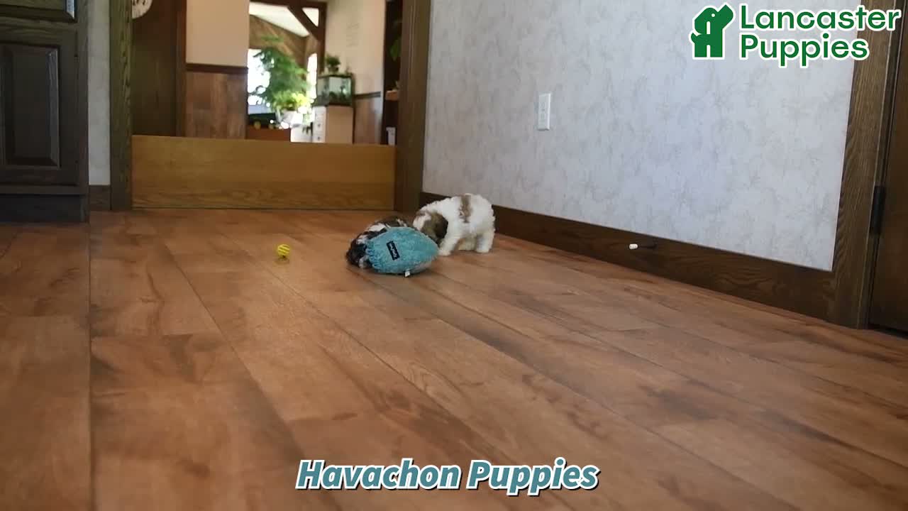 Mixed Breed dogs for sale: Fern - Video 1