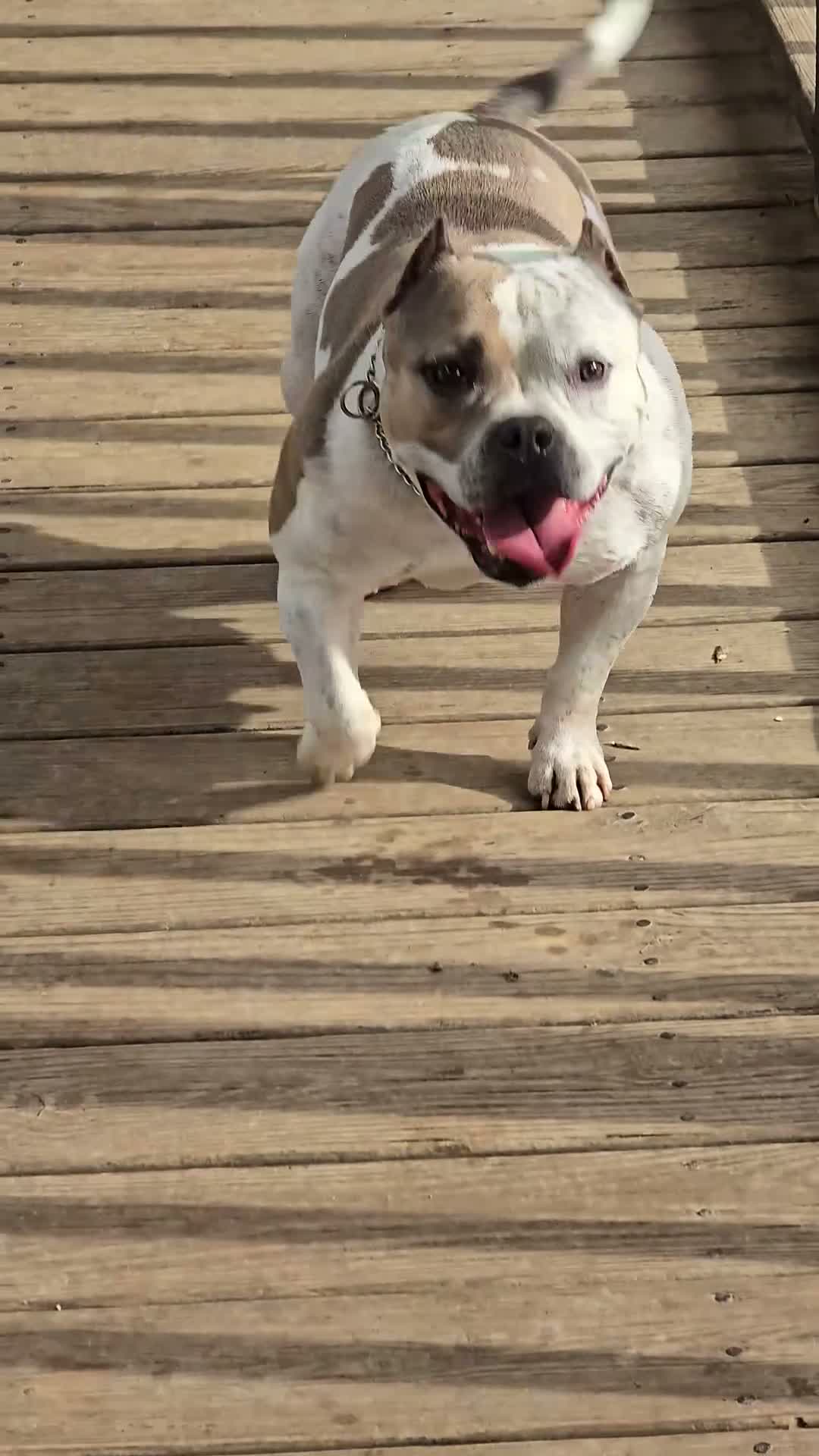 American Bully dogs for sale: 9x Kennels Björn Ironside Aka Cubb  - Video 2