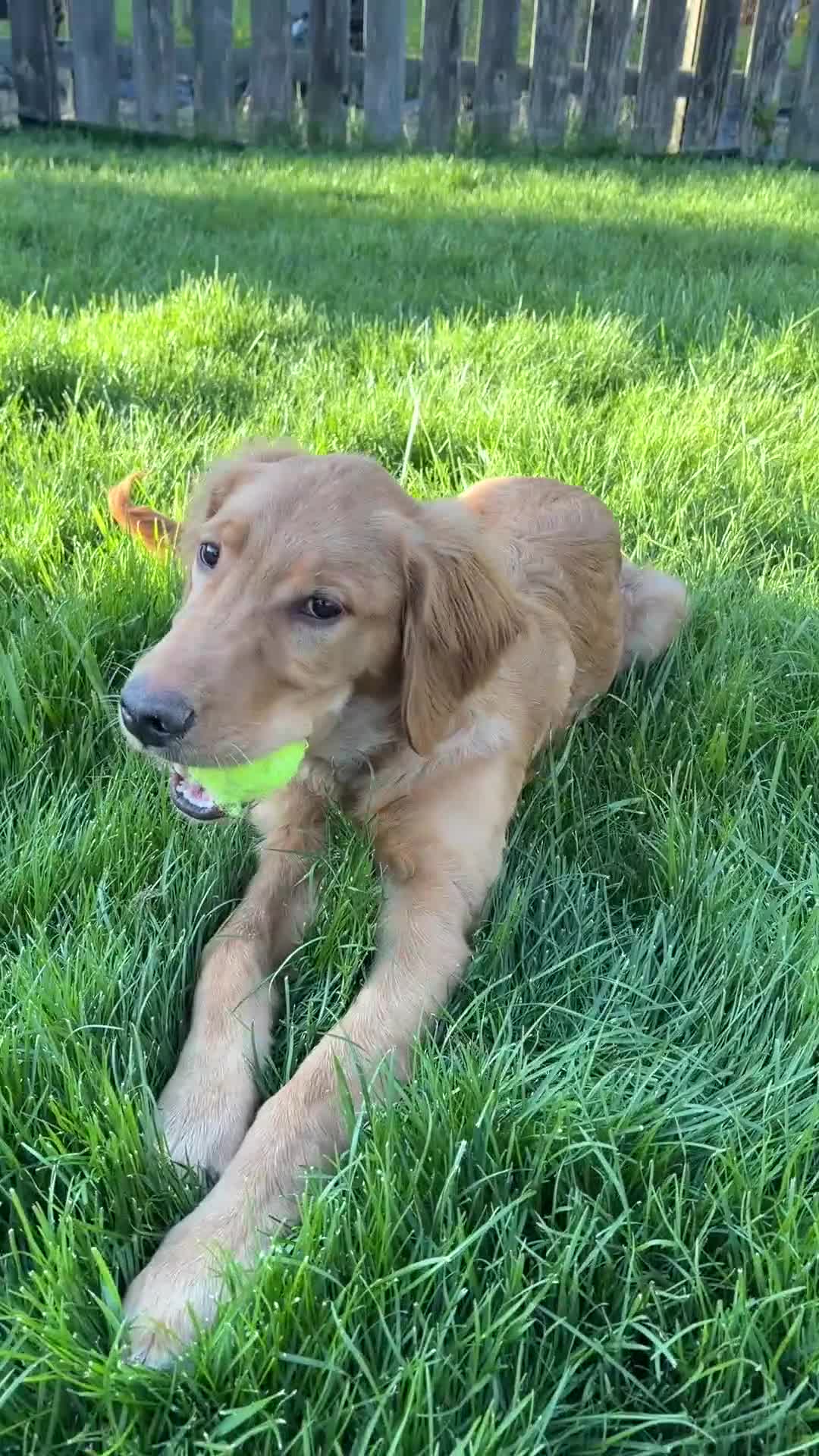 Golden Retriever dogs for sale: Prince - Video 8