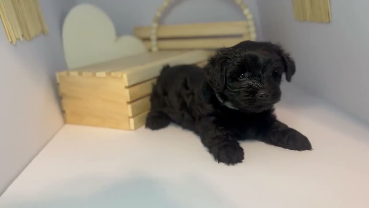Mixed Breed dogs for sale: King - Video 1
