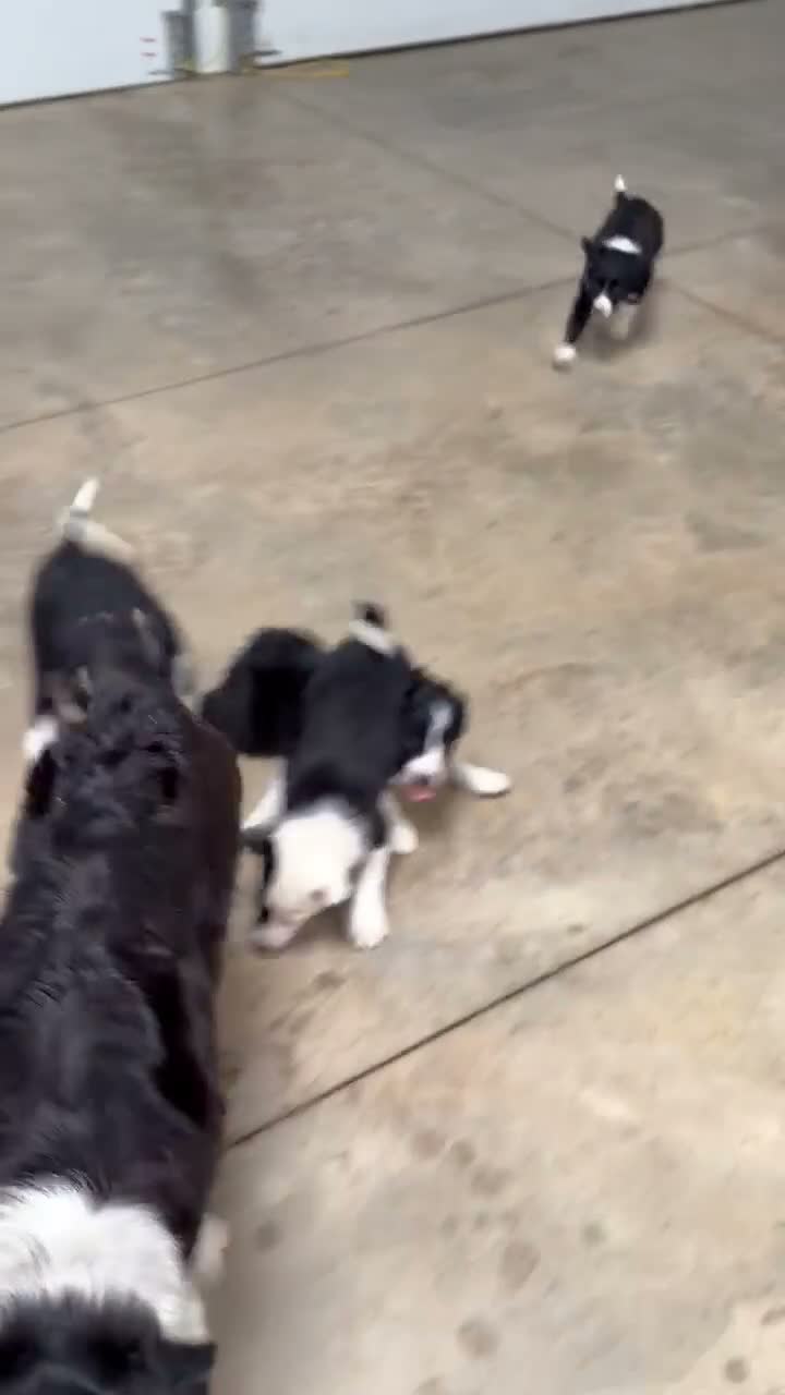 Border Collie dogs for sale: Nick  - Video 2