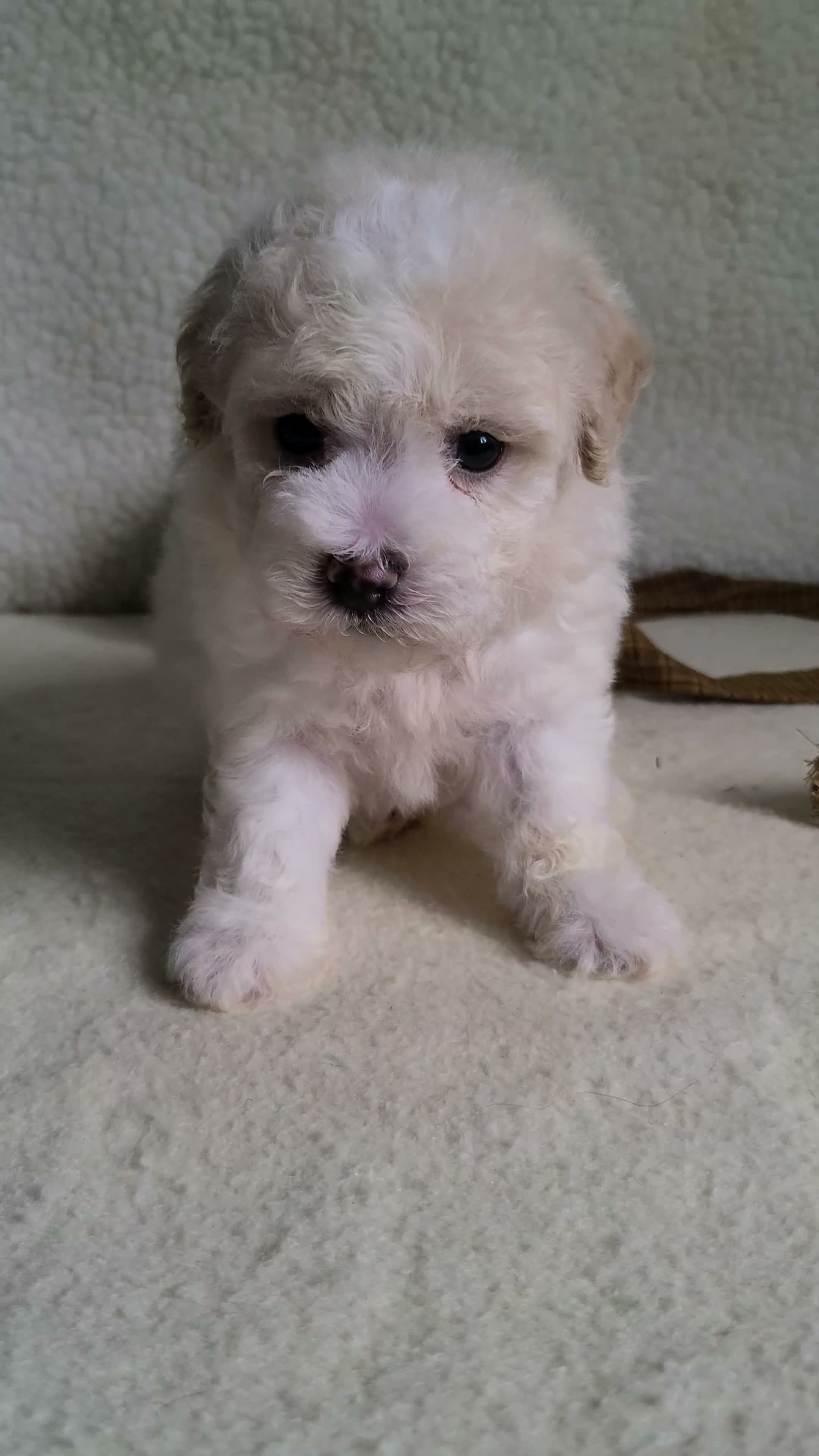 Lhasapoo dogs for sale: Cash - Video 1