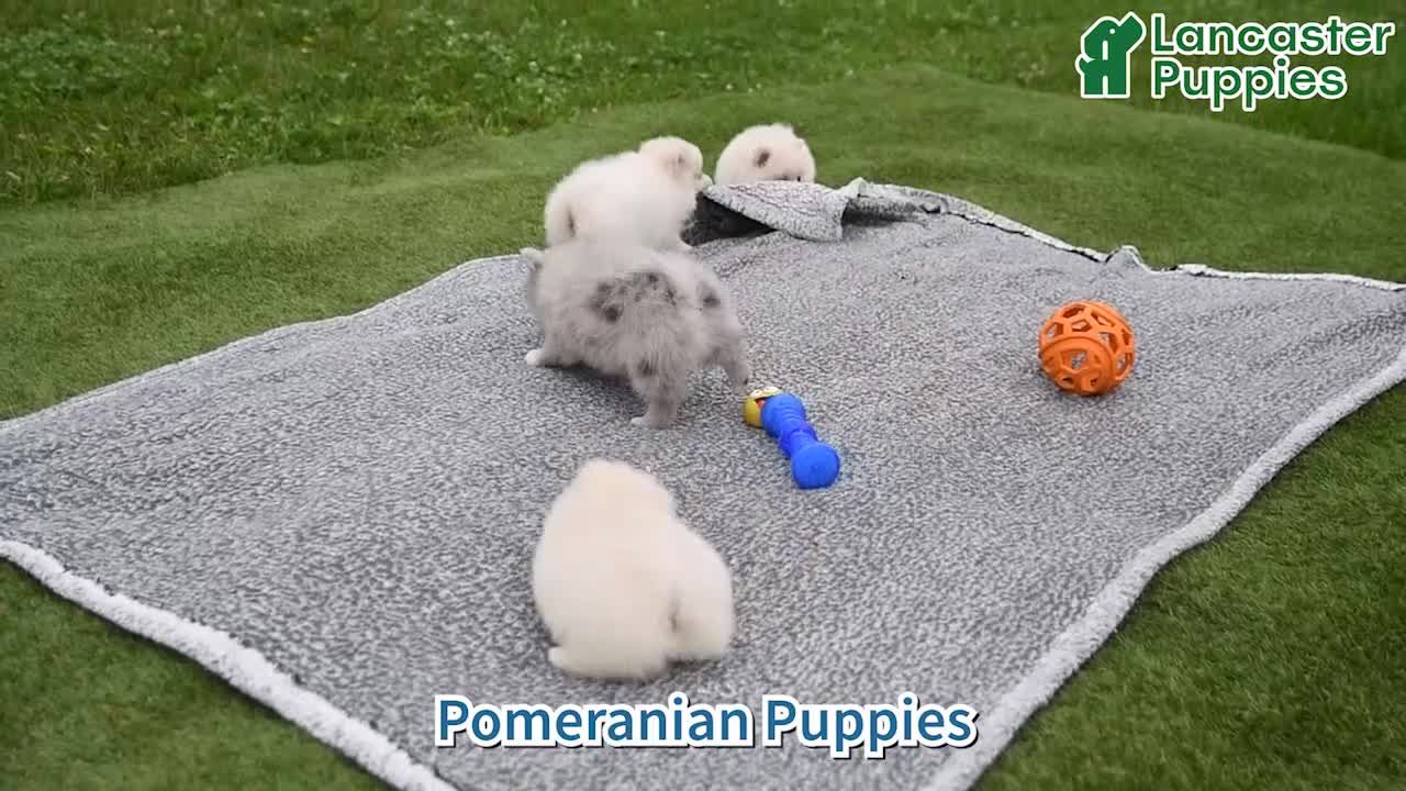 Pomeranian dogs for sale: Luke - Video 1