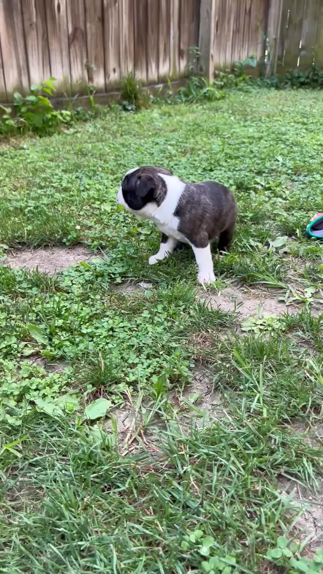 Boston Terrier dogs for sale: Boston Terrier 1 - Video 1