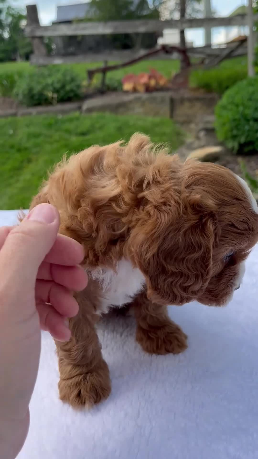 Cavapoo dogs for sale: Raven - Video 1