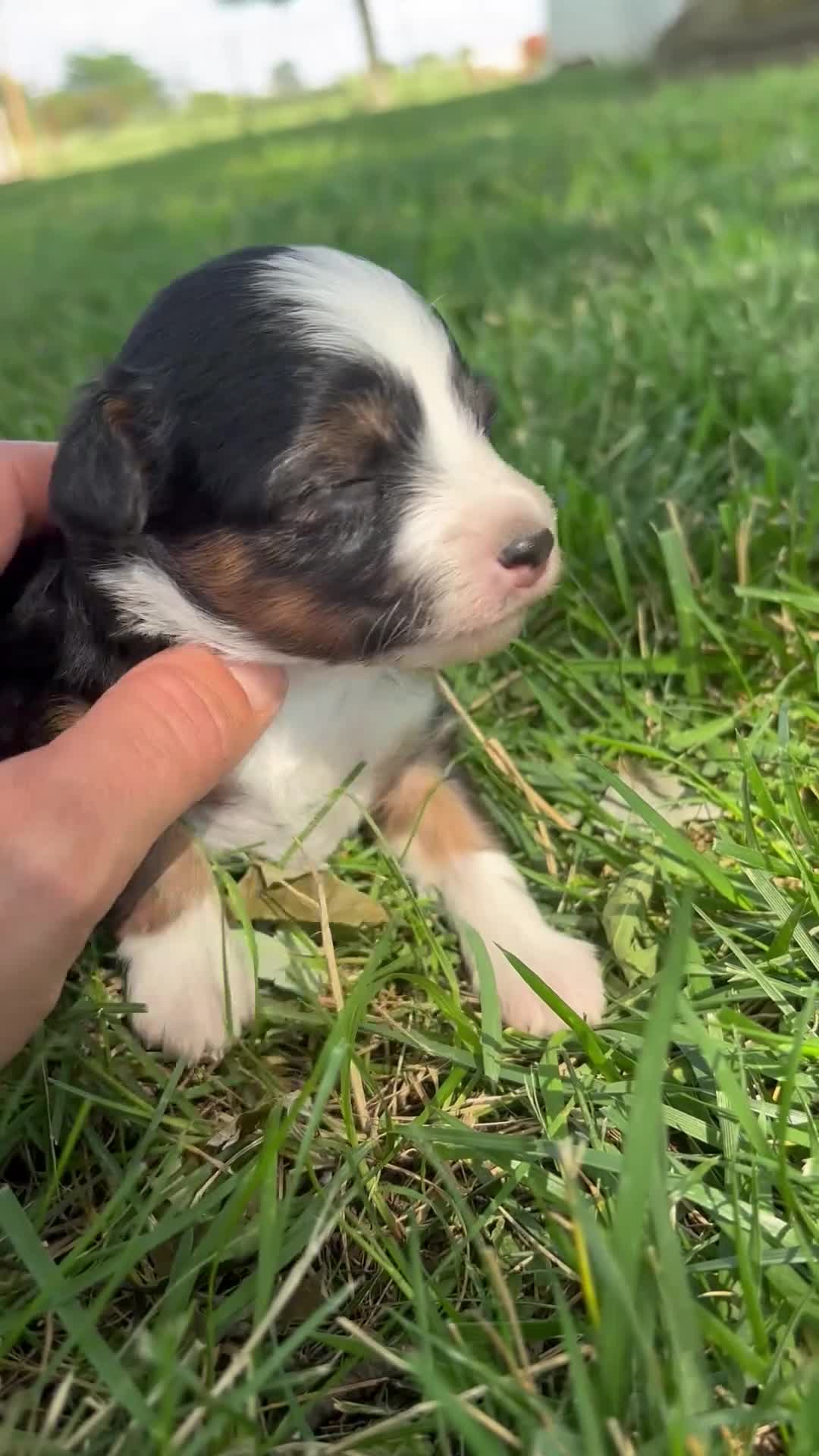 Mini Aussiedoodle dogs for sale: Mini Aussiedoodle 2 - Video 1