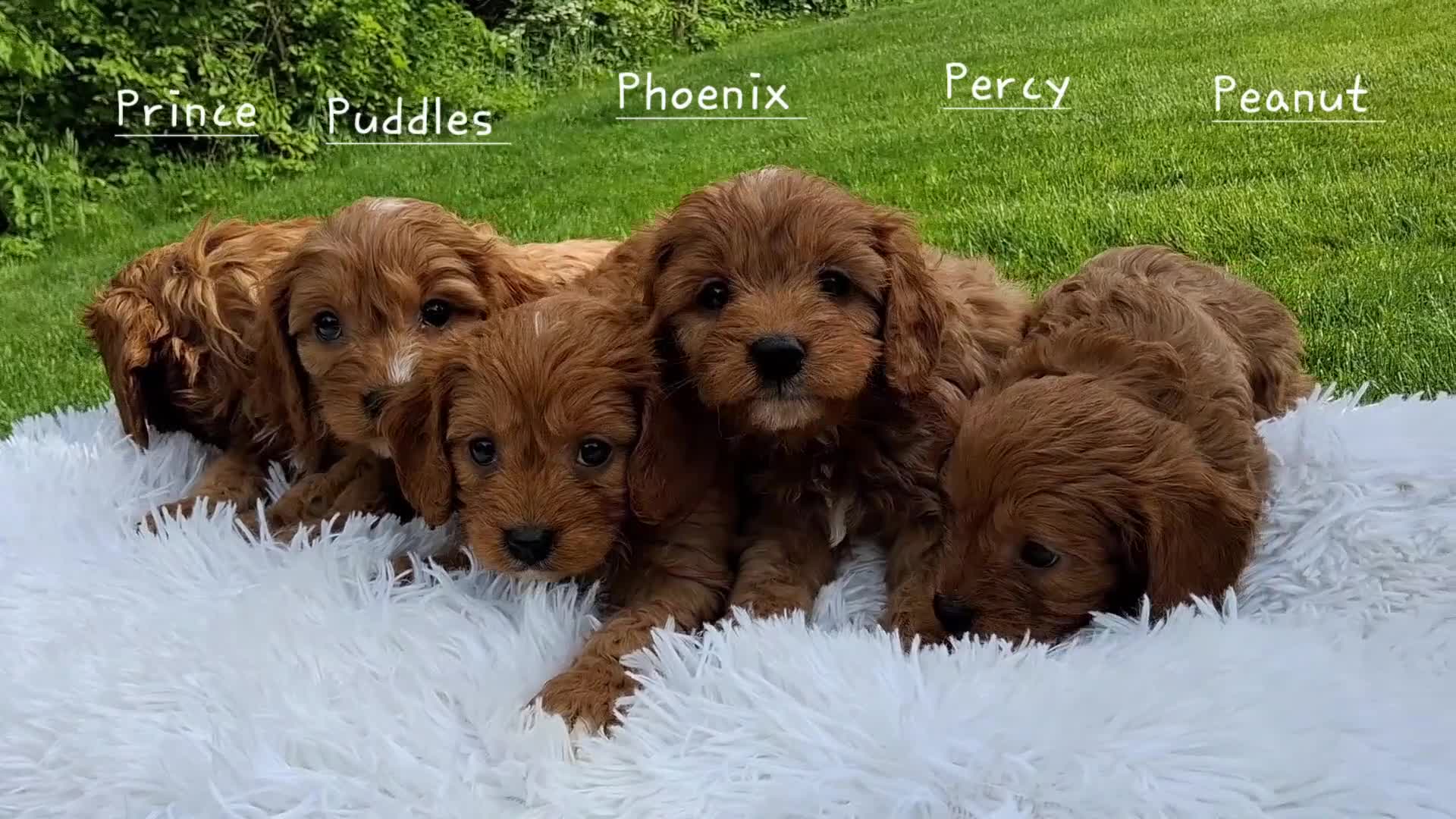 Cavapoo dogs for sale: Peanut - Video 1