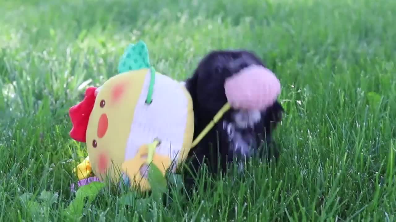 Shih Tzu dogs for sale: Brie - Video 1