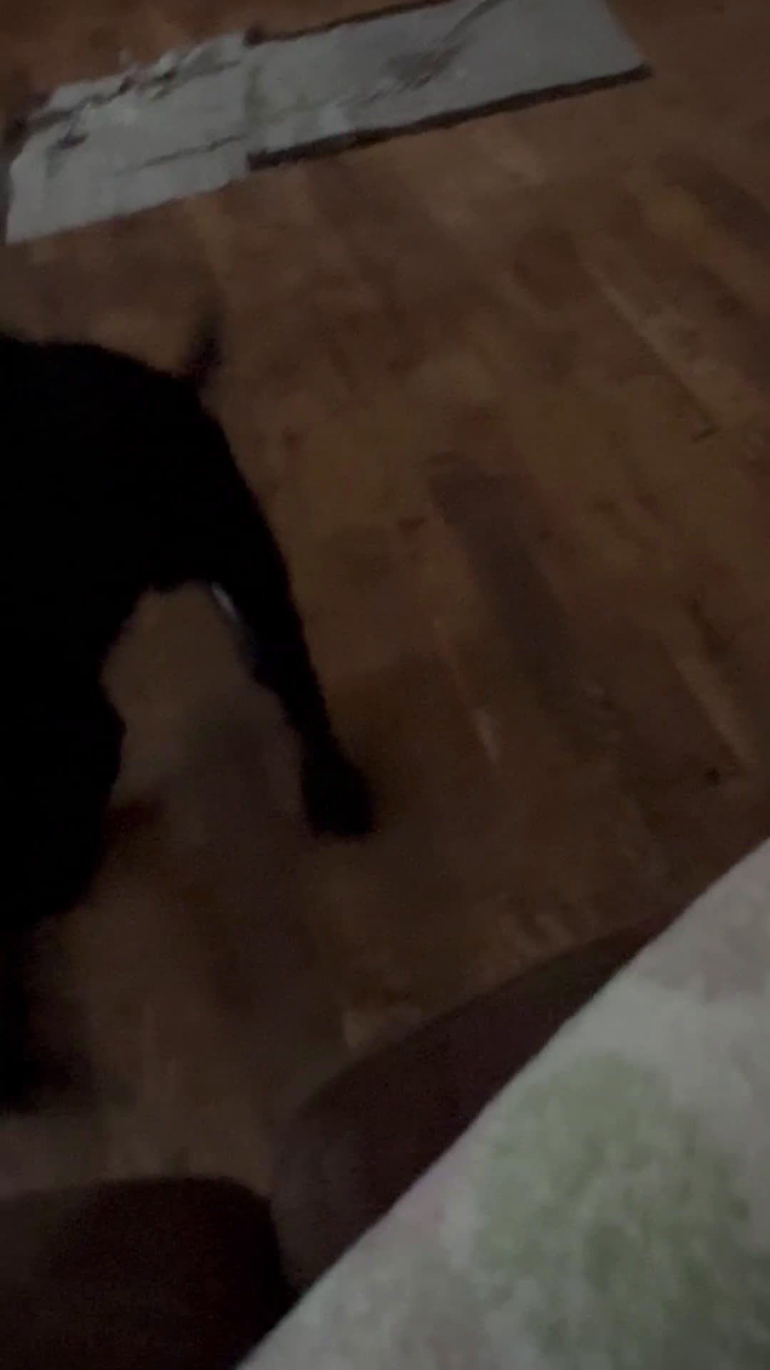 Mixed Breed dogs for sale: Mixed Breed Puppy 1 - Video 1