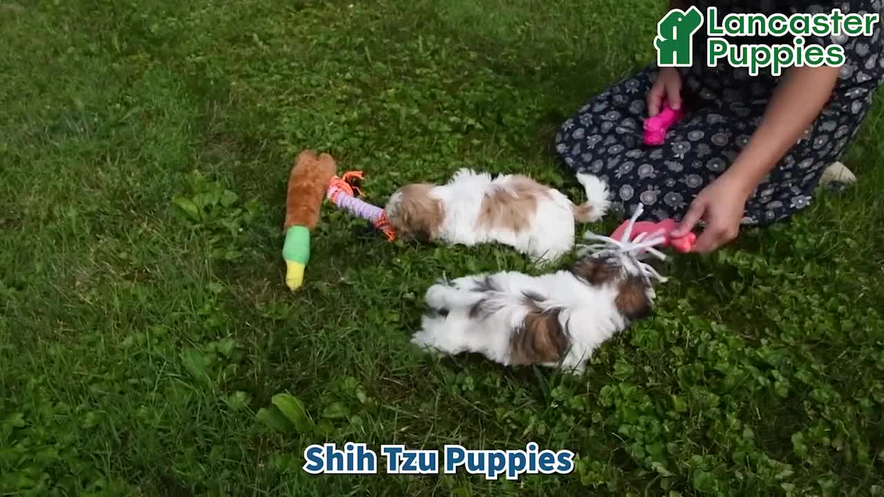 Shih Tzu dogs for sale: Hudson - Video 1