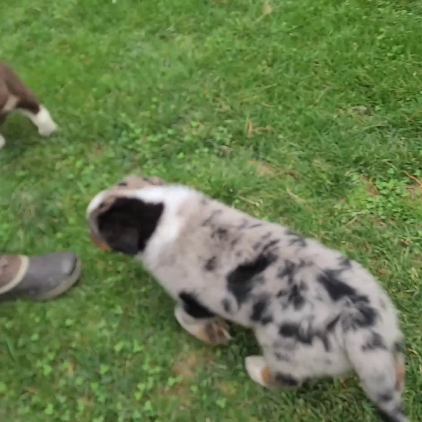 Mixed Breed dogs for sale: Hector - Video 1