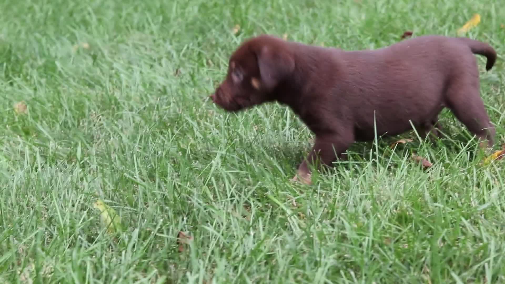 Labrador Retriever dogs for sale: Chase - Video 1