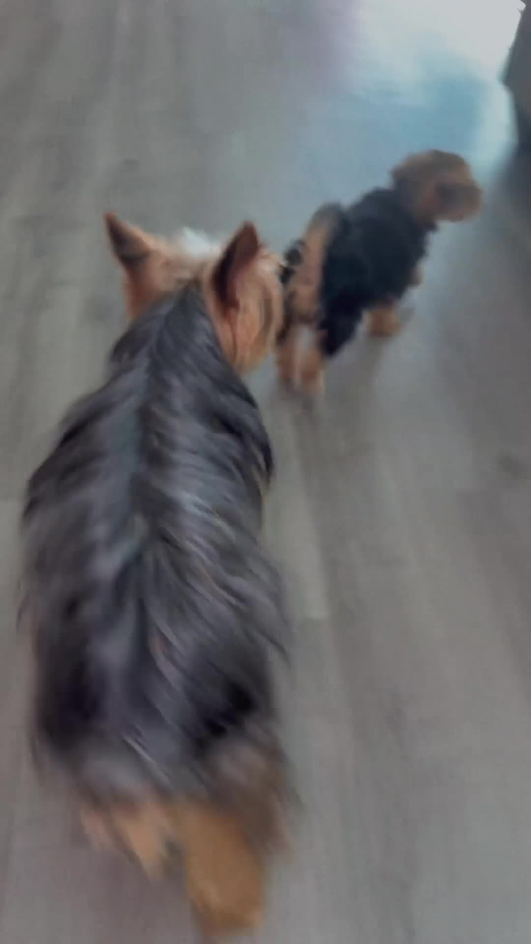 Yorkshire Terrier dogs for sale: Reese Puff  - Video 2
