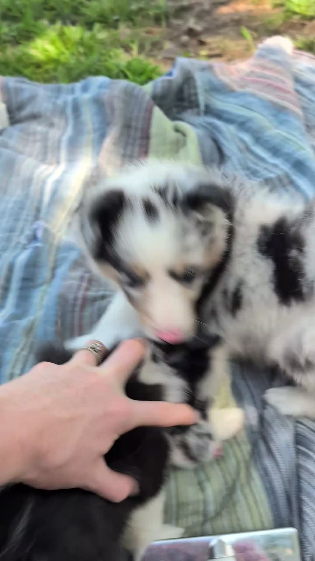 Shetland Sheepdog dogs for sale: Tucker - Video 1
