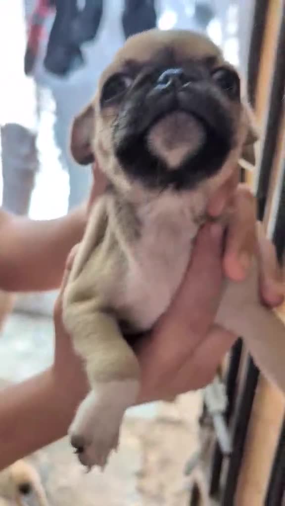 Pug dogs for sale: Pug 3 LIL ROSY - Video 3