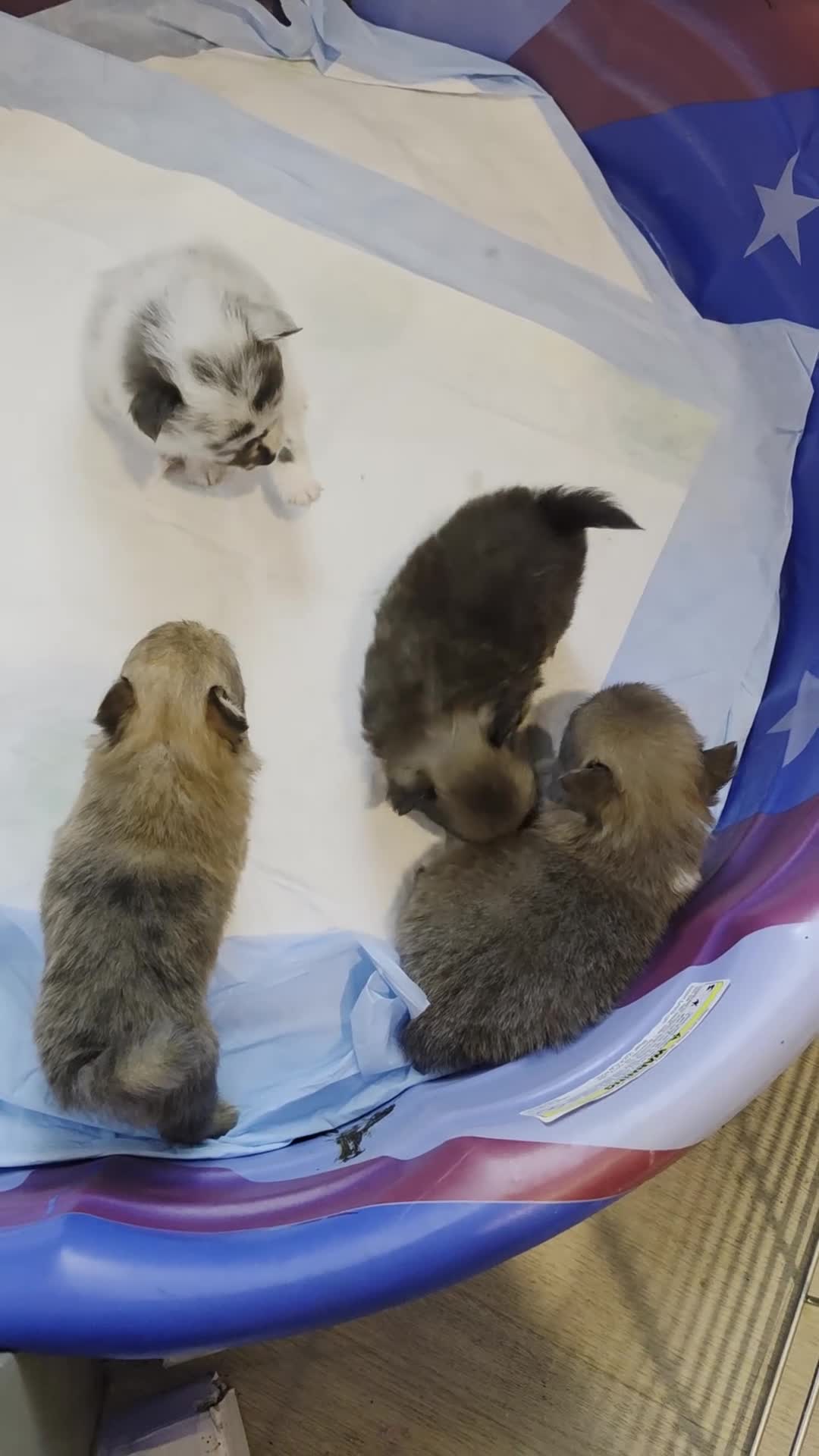Pomchi dogs for sale: 1 white merle 3/4 pom 1/4 chi - Video 1