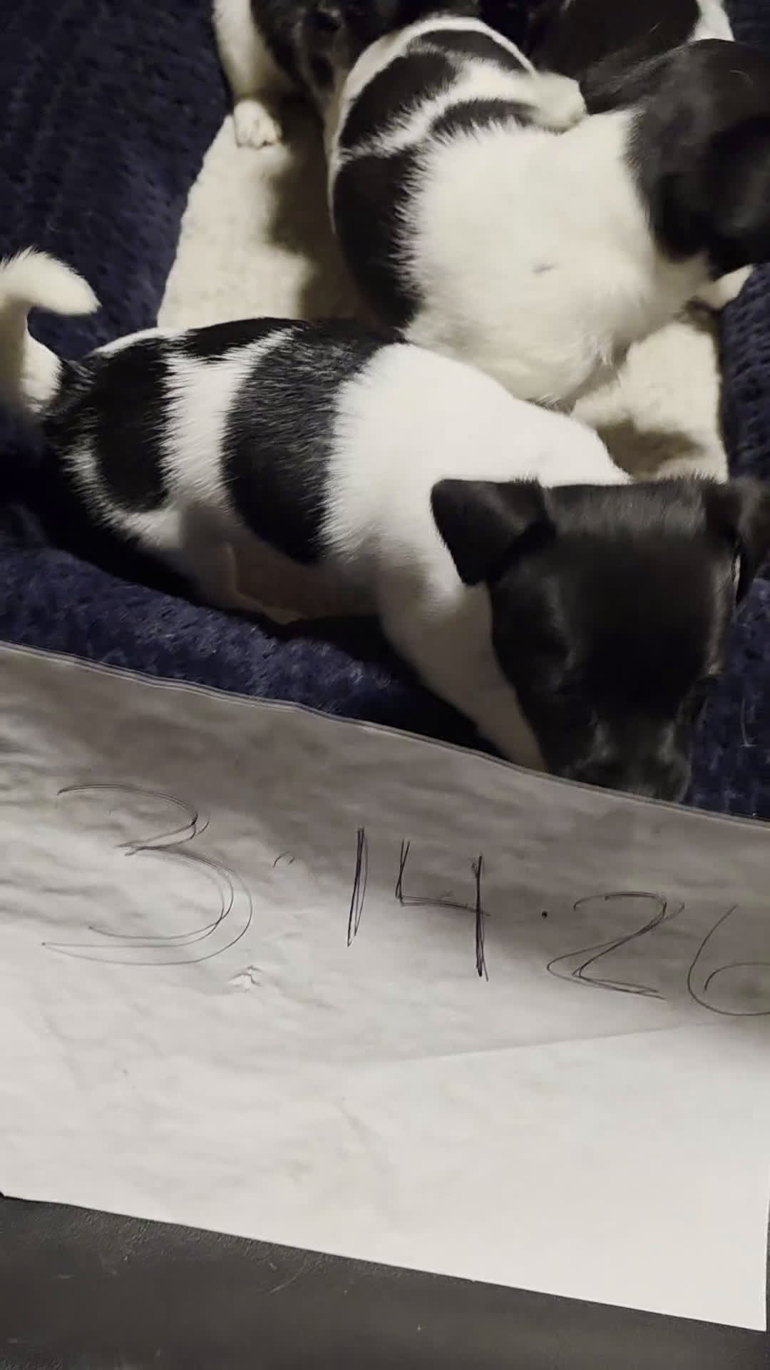 Chipoo dogs for sale: Chipoo Puppy 1 - Video 2