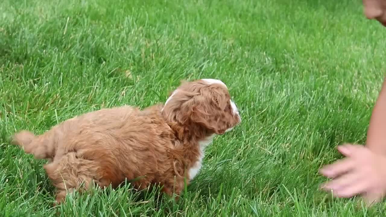 Cavapoo dogs for sale: Champ - Video 1