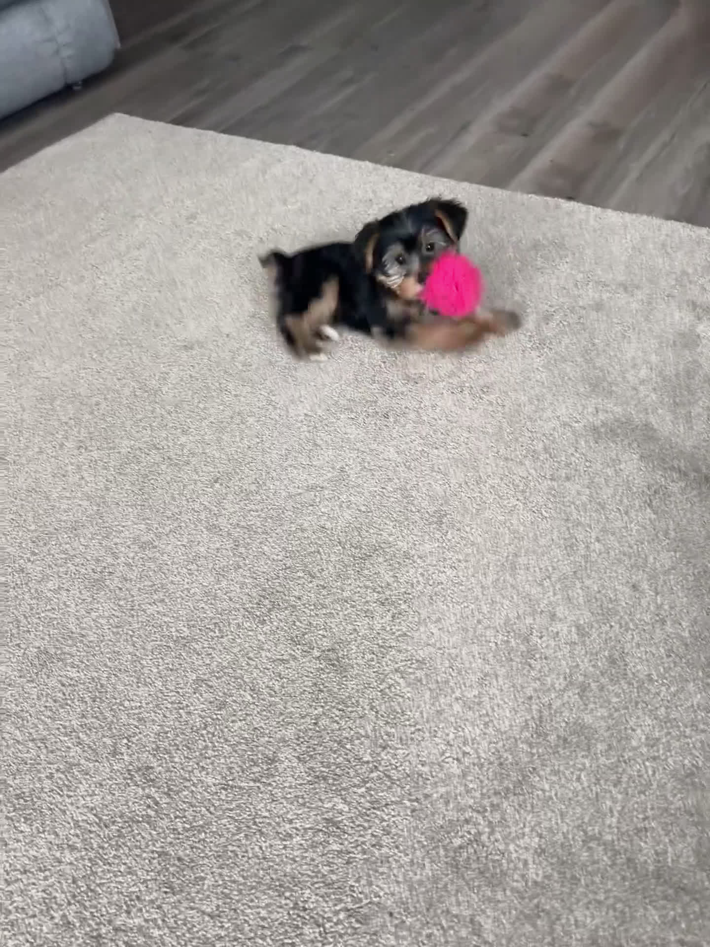 Yorkshire Terrier dogs for sale: Lance - Video 2