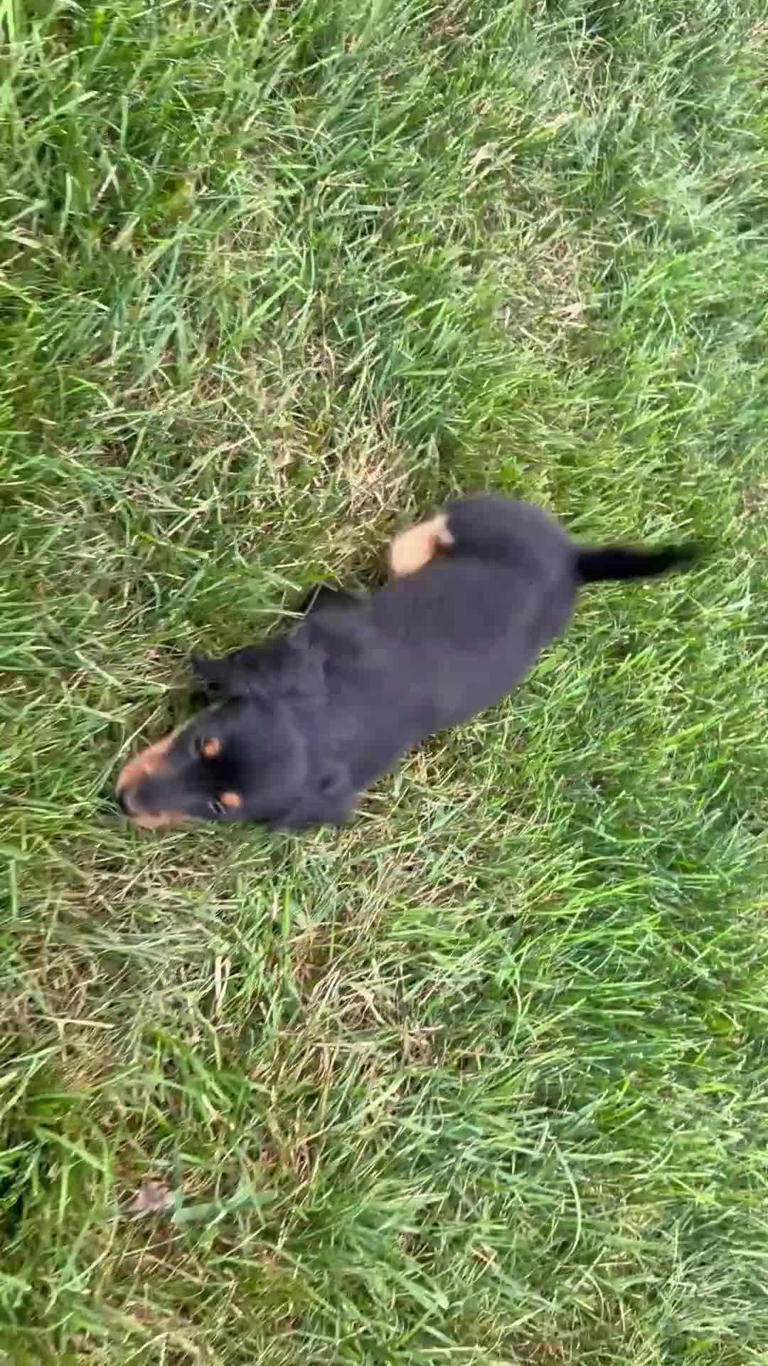 Dachshund dogs for sale: Chace - Video 1