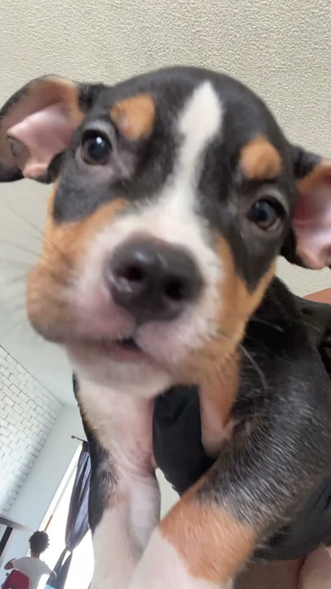 American Bully dogs for sale: American Bully 2 - Video 1