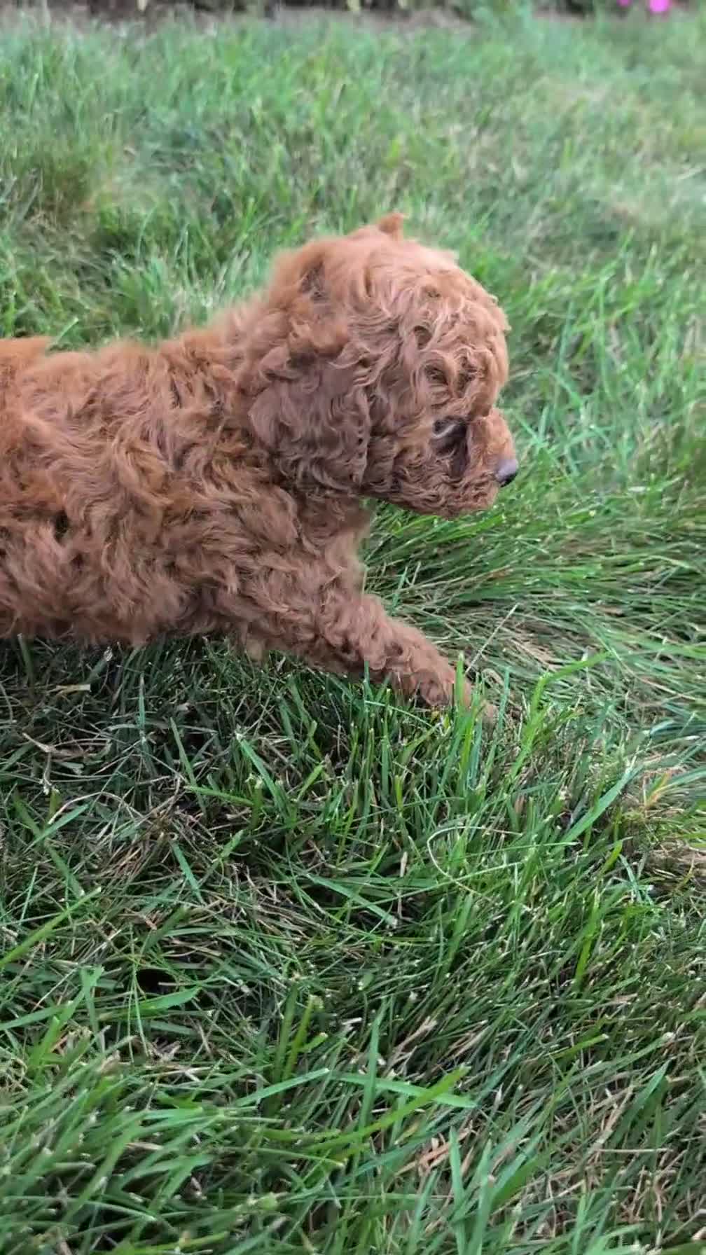 Toy Poodle dogs for sale: Zena - Video 1