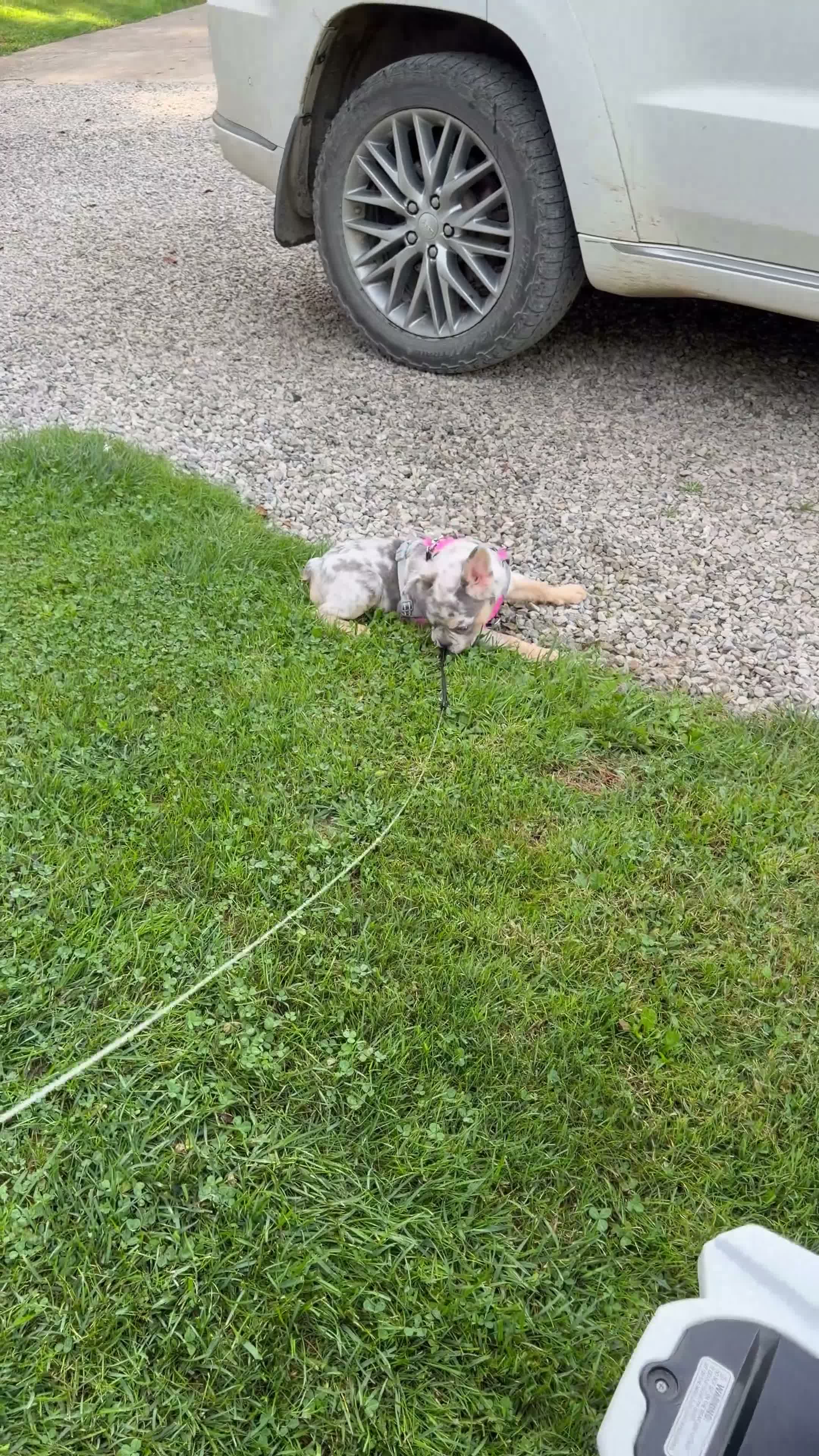 French Bulldog dogs for sale: Sophie - Video 1