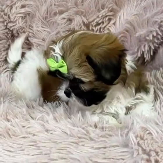 Shih Tzu dogs for sale: Claire - Video 1