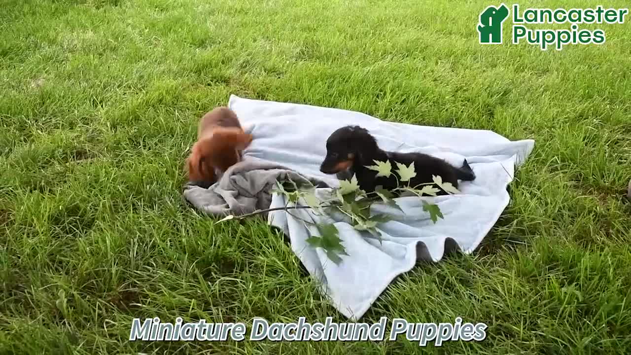Miniature Dachshund dogs for sale: Charles - Video 1